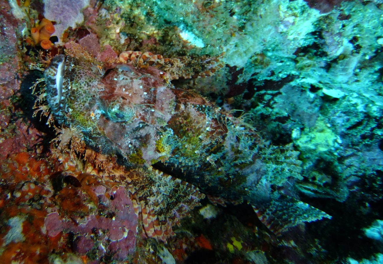 BeardedScorpionfish