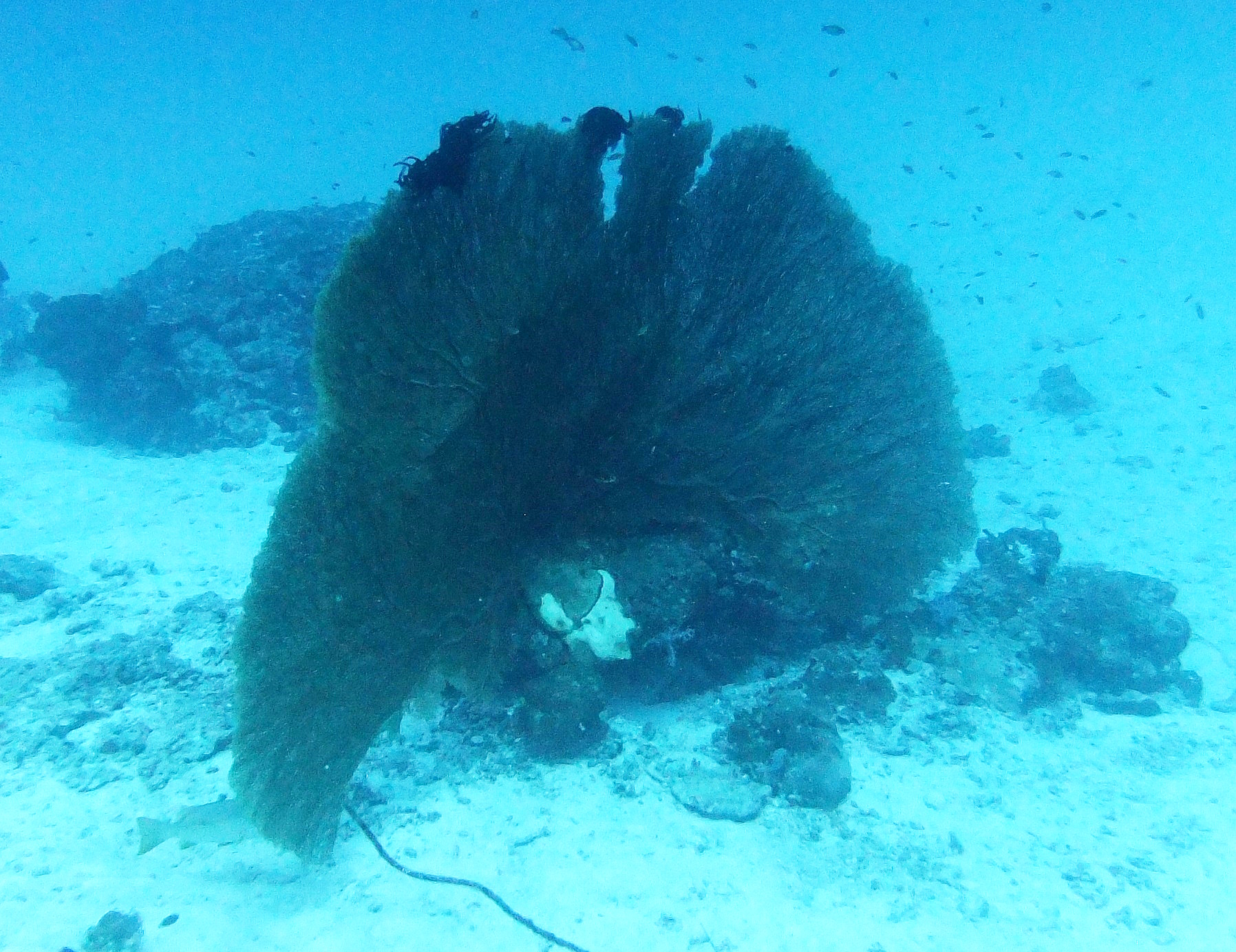 GiantFanCoral