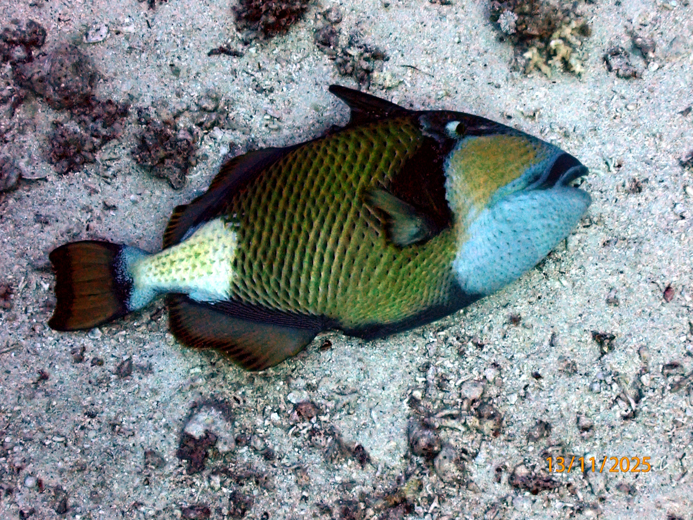 GiantTriggerfish
