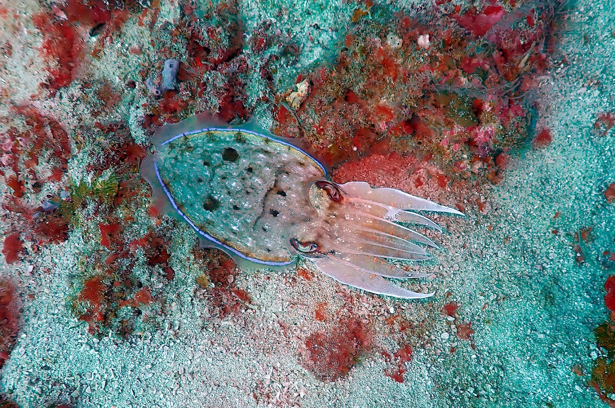 BroardclubCuttlefish