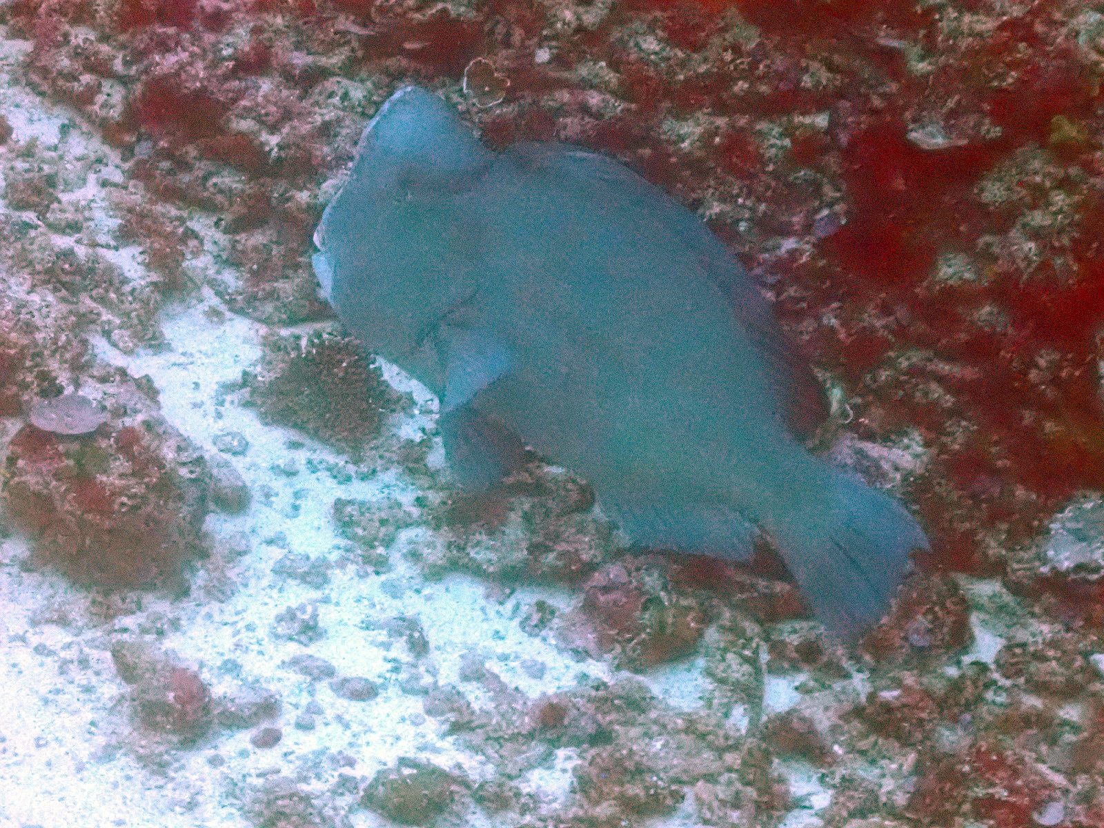 BumpheadParrotfish