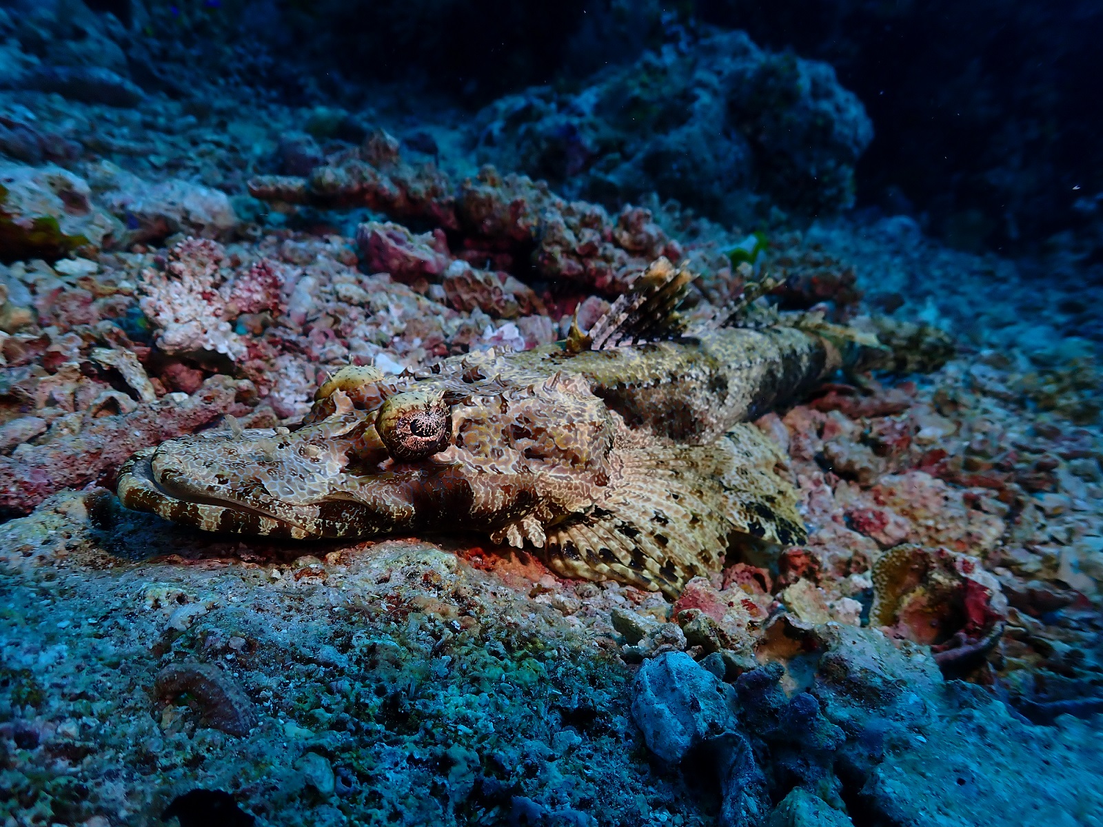 CrocodileFish
