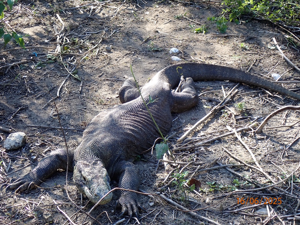 komodoDragon