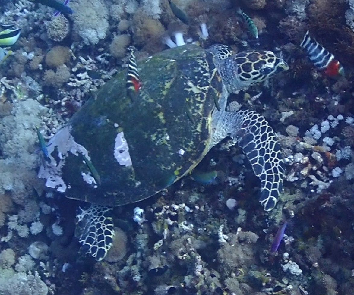 hawksbill
