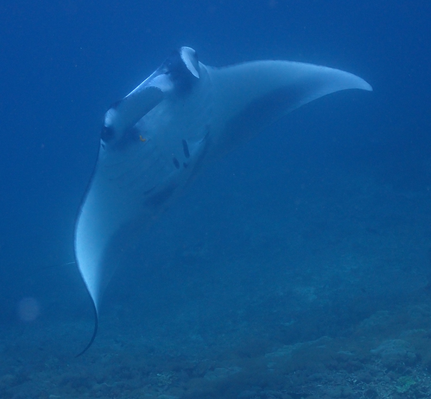 Manta