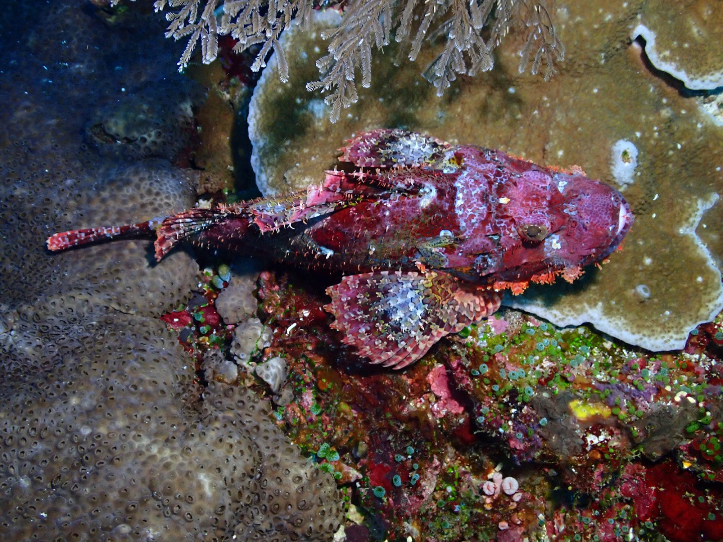 tasseledScorpionfish