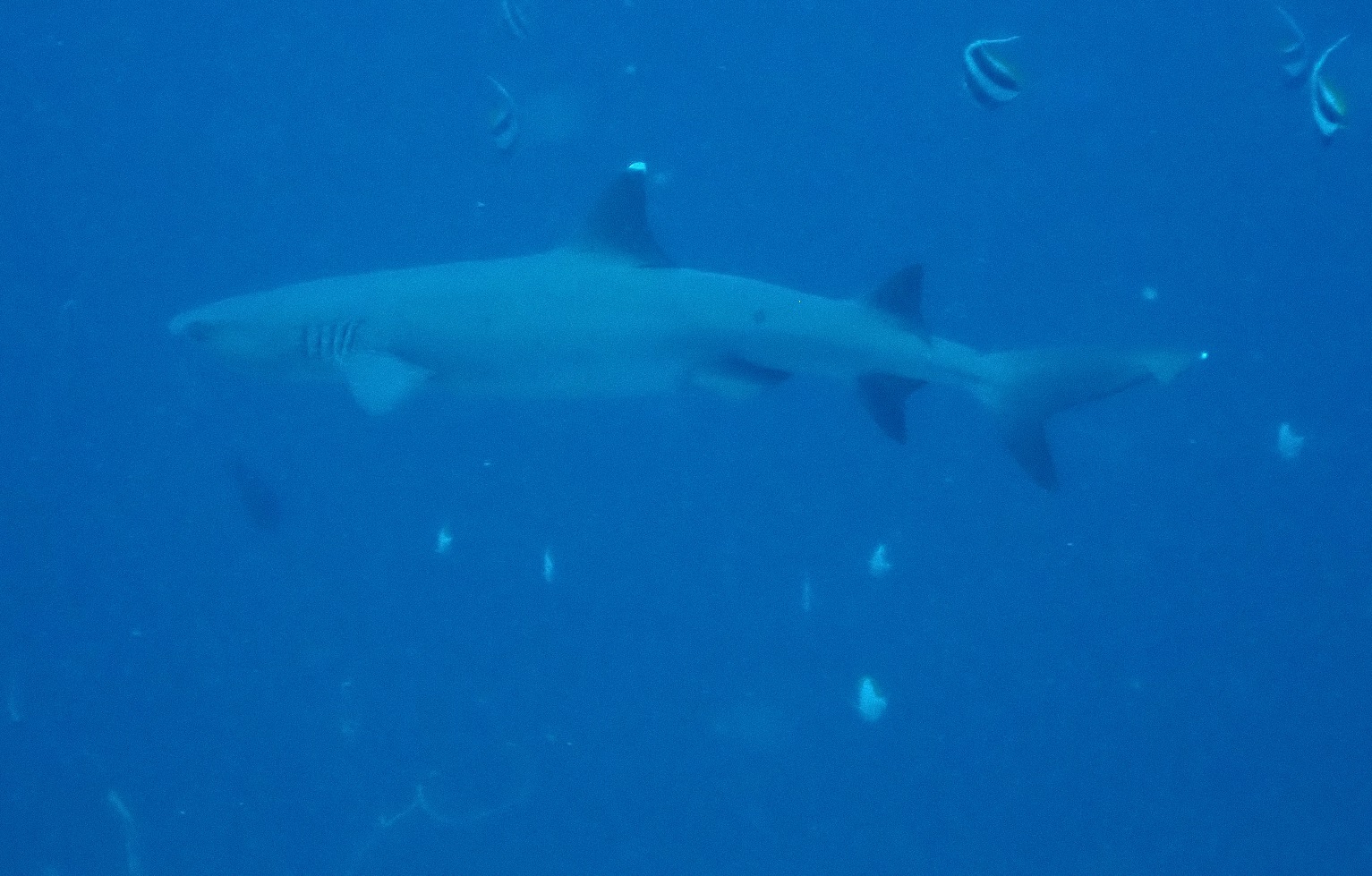 Whitetip
