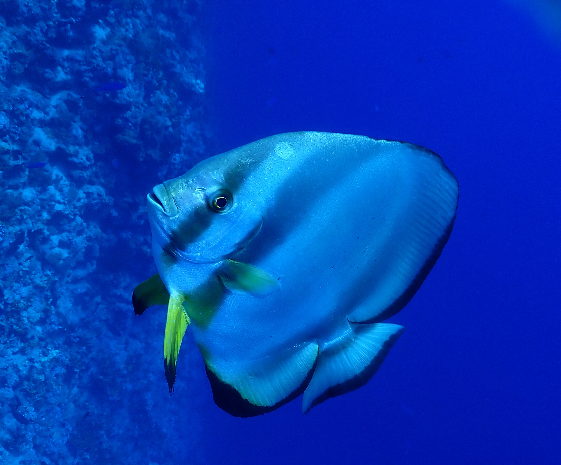arabianAngelfish