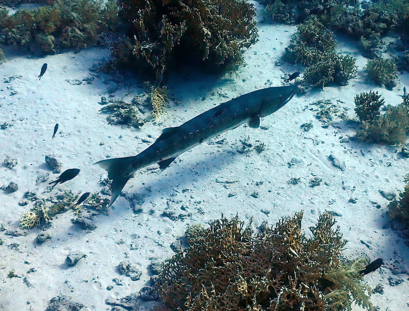 greatbarracuda