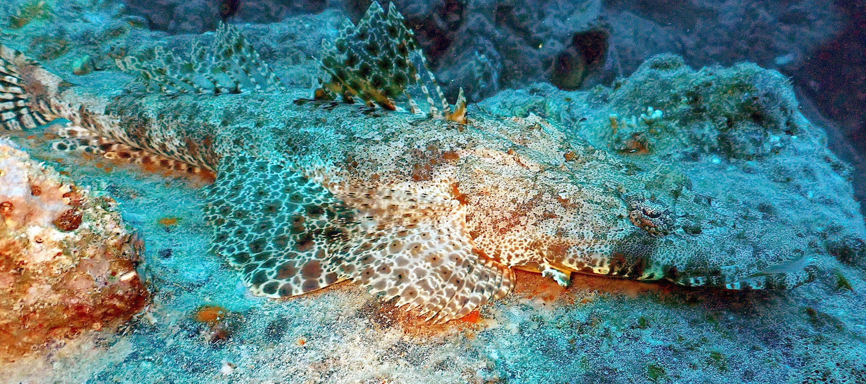 crocodilefish