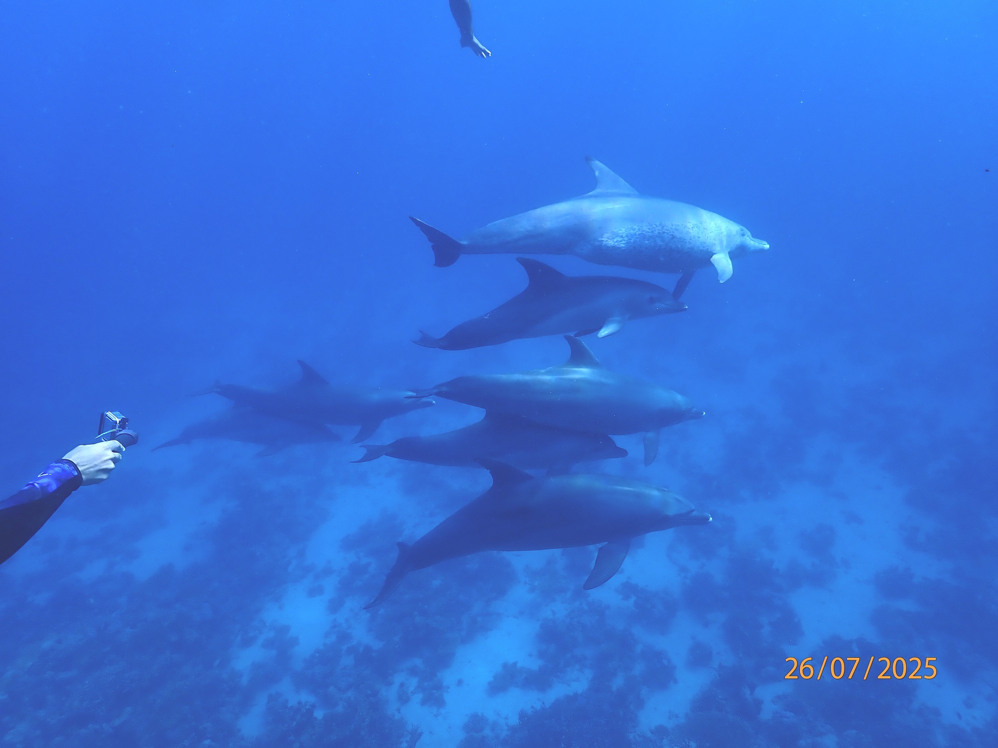 Dolphins