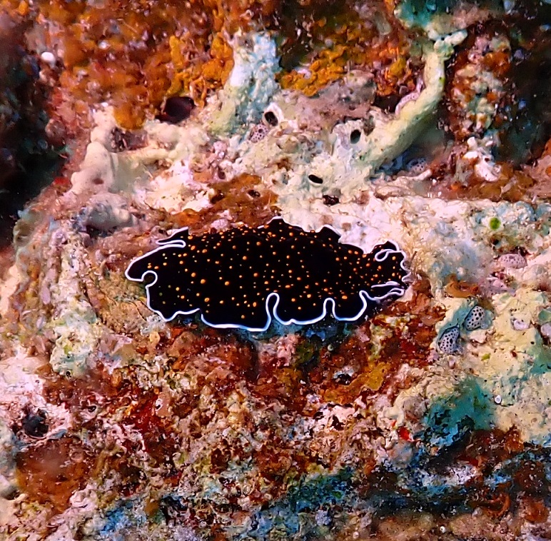 flatworm