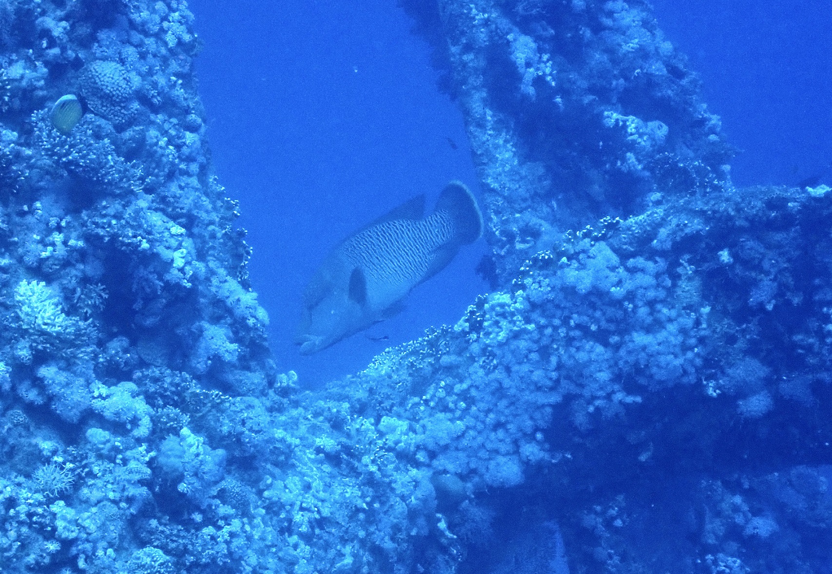 napoleonfish