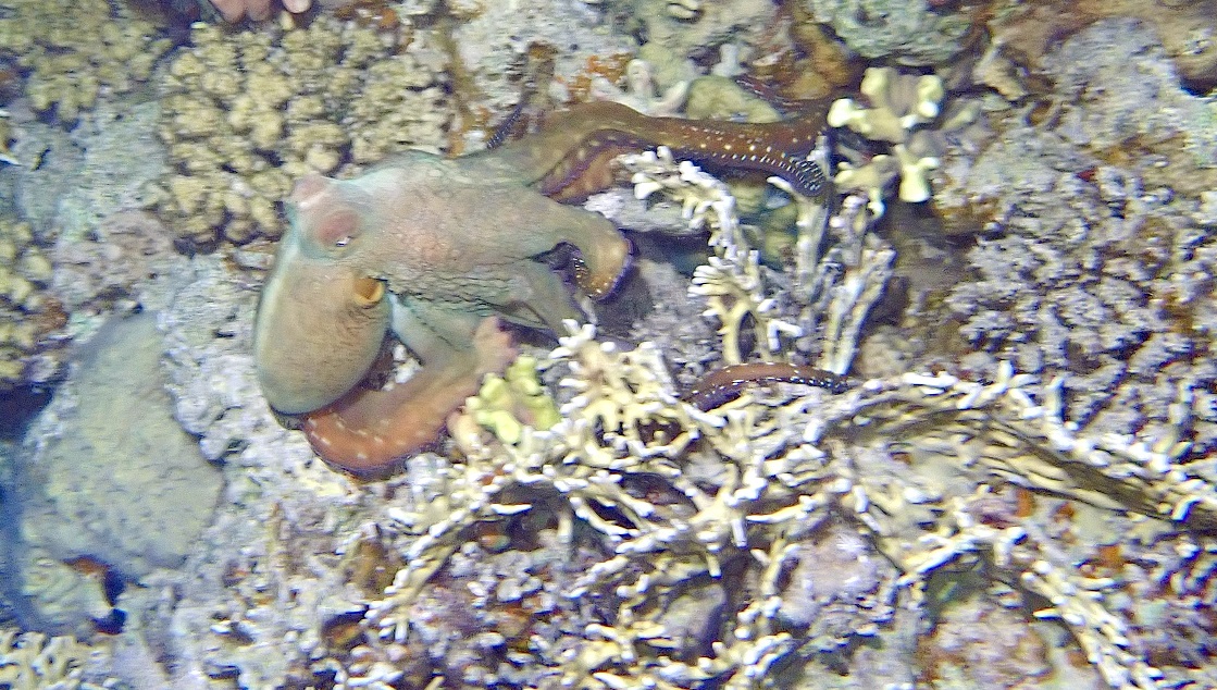 octopus