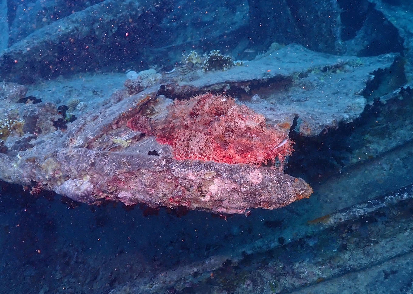 scorpionfish