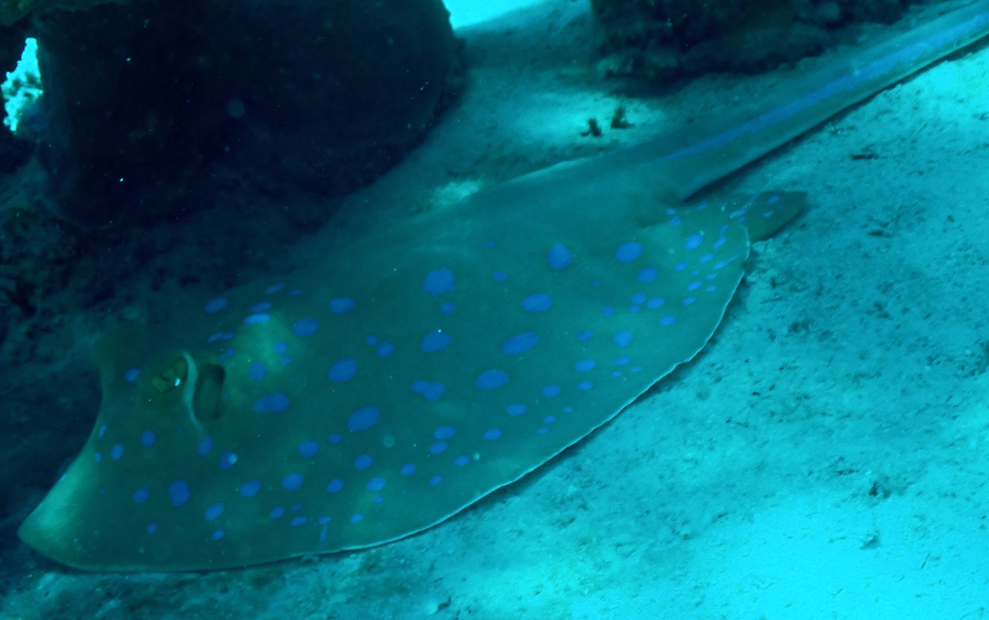 bluespottedstingray