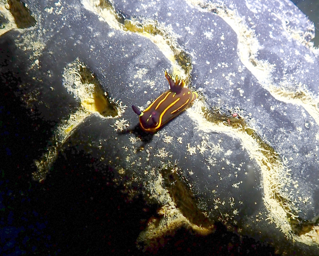 nudibranch
