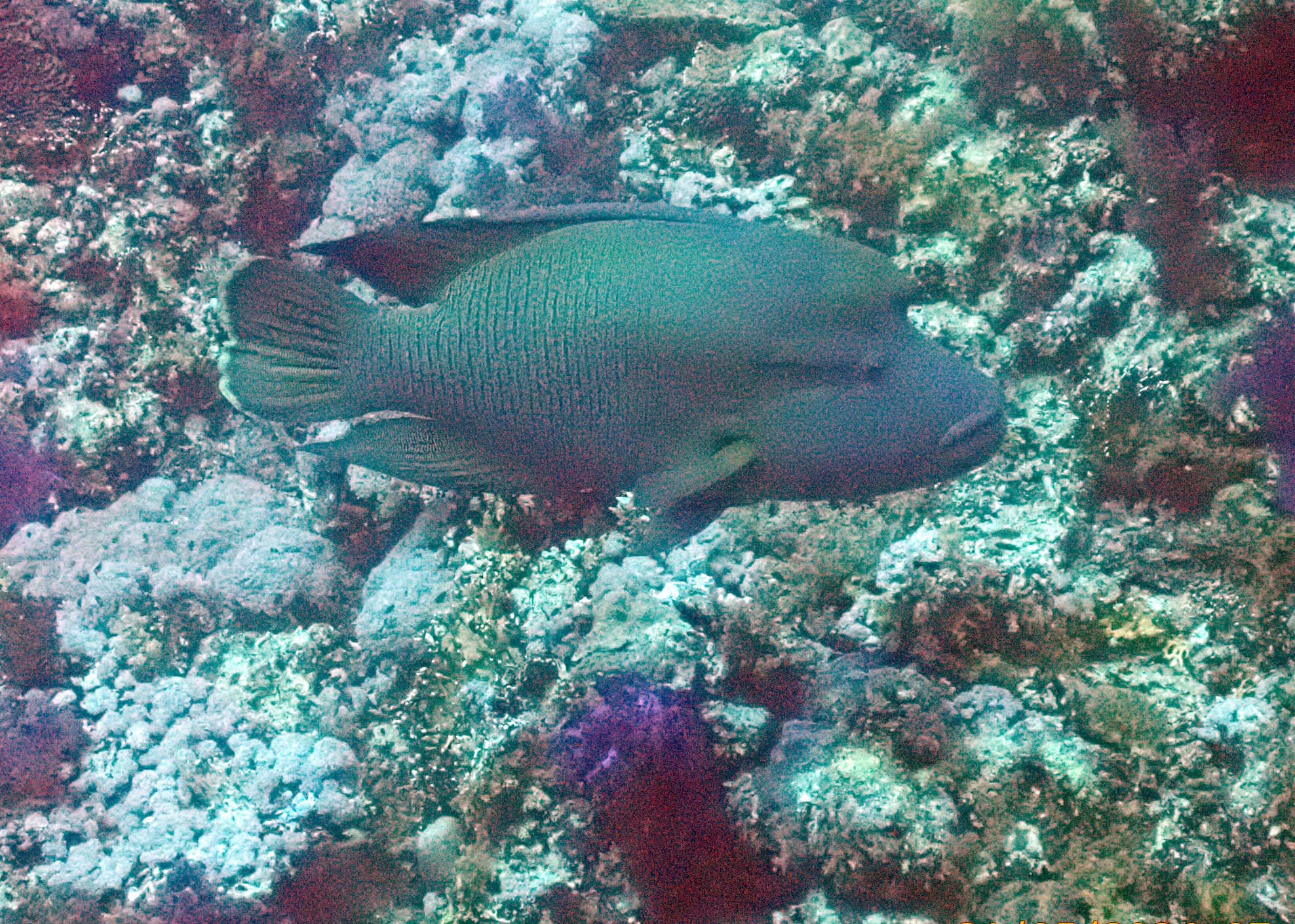 napoleonfish
