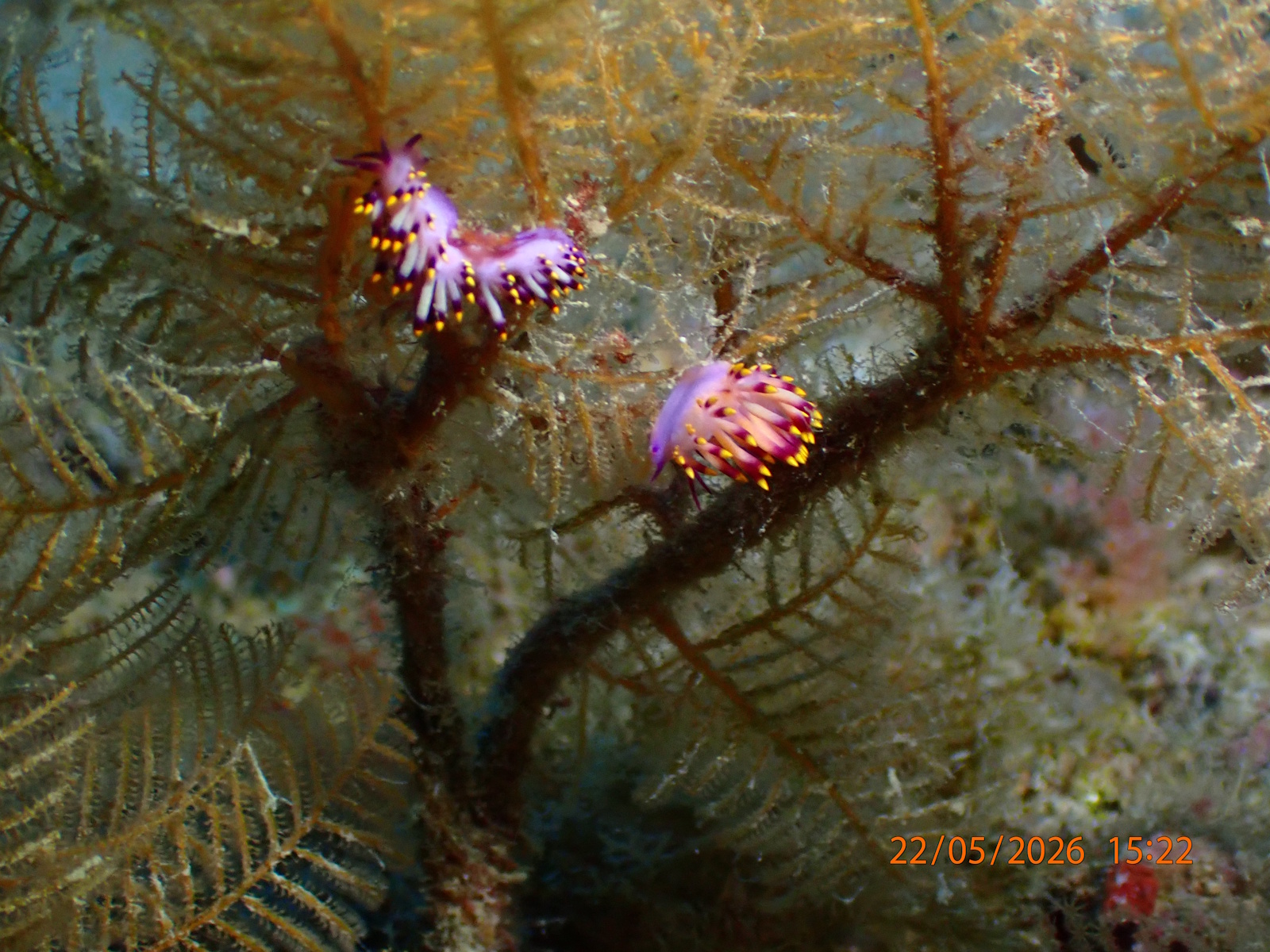 flabellina