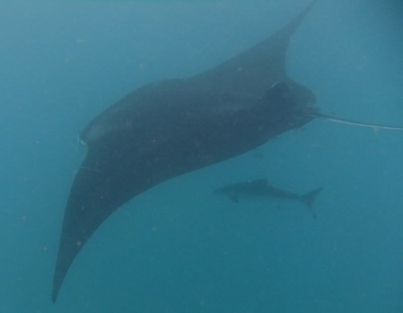 MantaRay