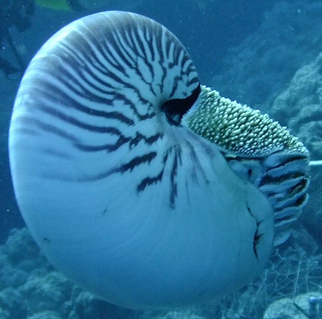 Nautilus