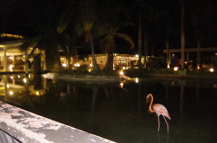 Pink Flamingo