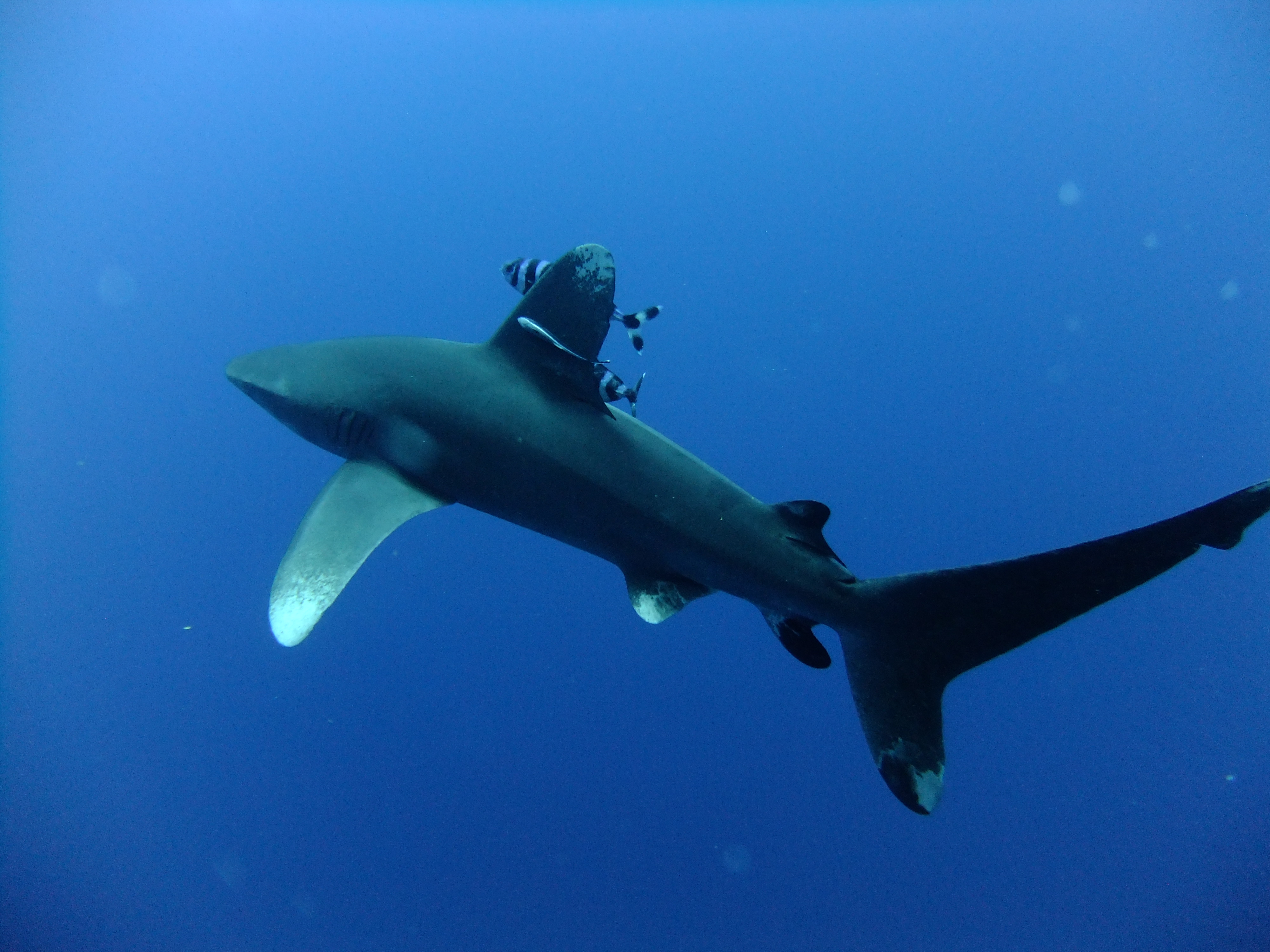 WhiteTip