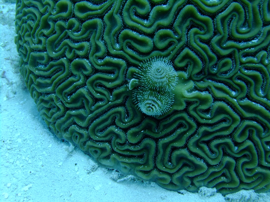 Christmas Tree Worm