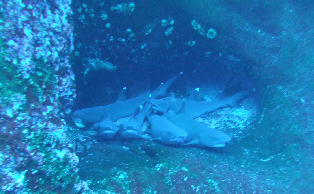 Whitetip2