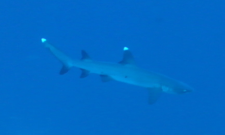 Whitetip3