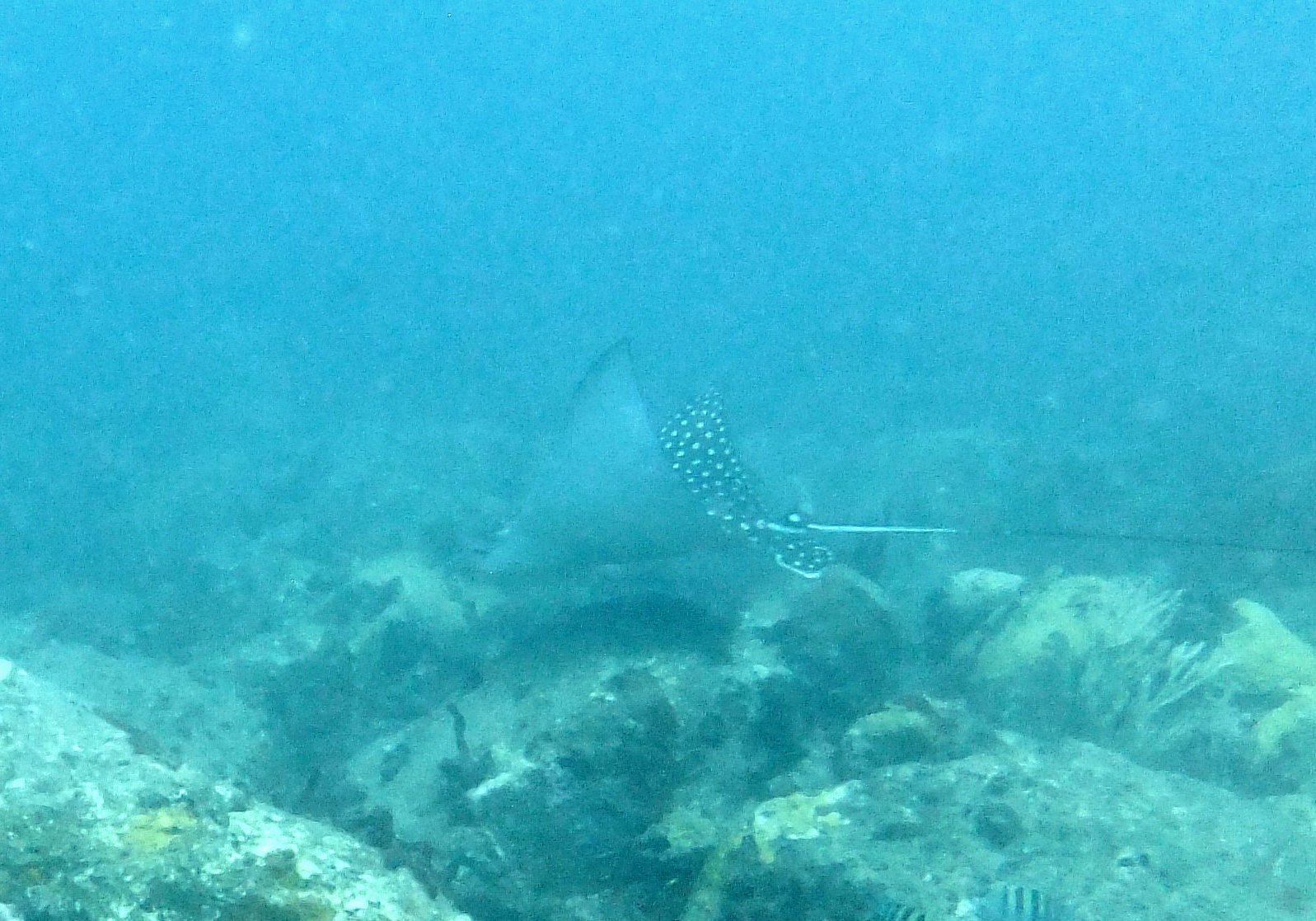 Eagle Ray