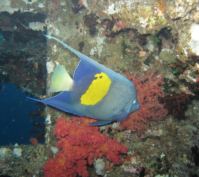 Angelfish