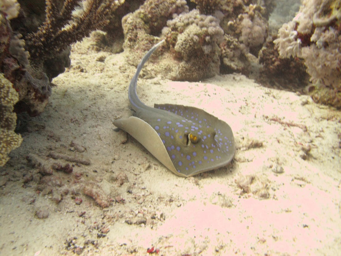 BlueSpottedStingray