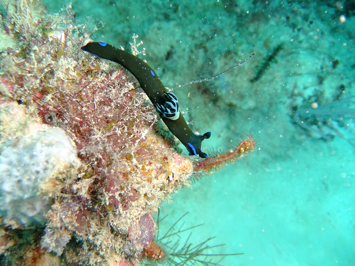 Nudibranch