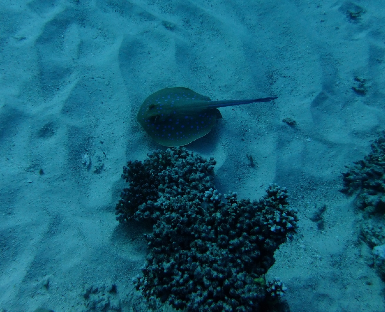 BlueSpottedStingray