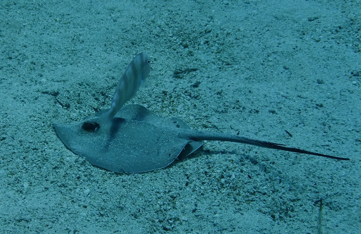 CommonStingray