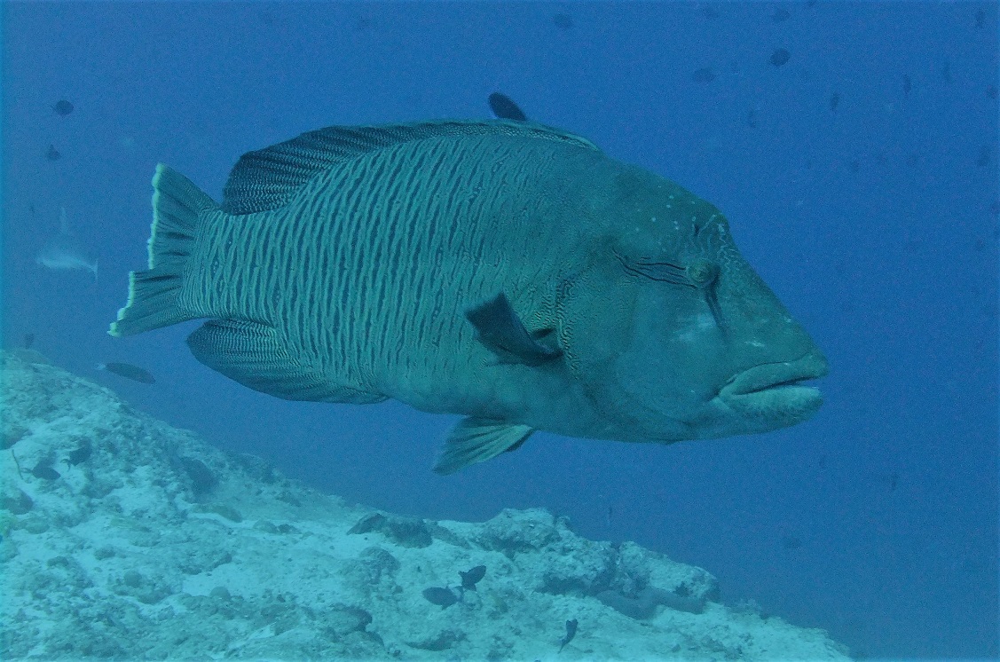 Grouper