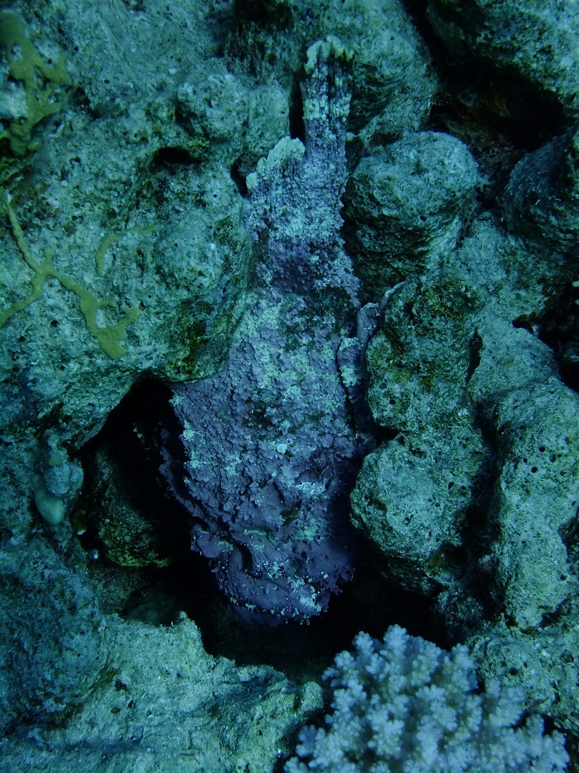 Stonefish